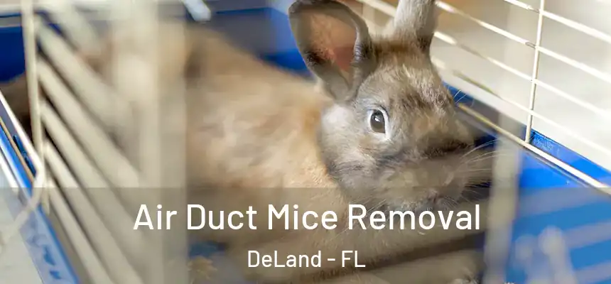 Air Duct Mice Removal DeLand - FL